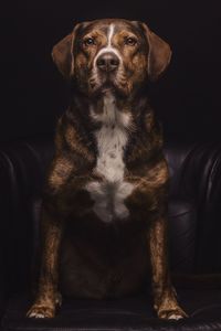 Portrait of dog sitting on chair against black background