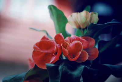 Close-up of red flowering plant