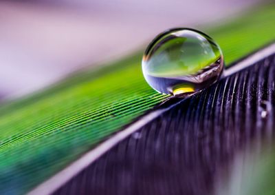 Close-up of green leaf