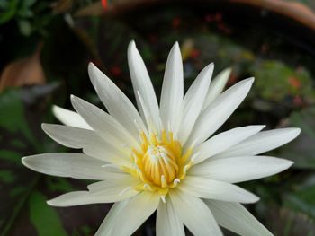 Close-up of white flower