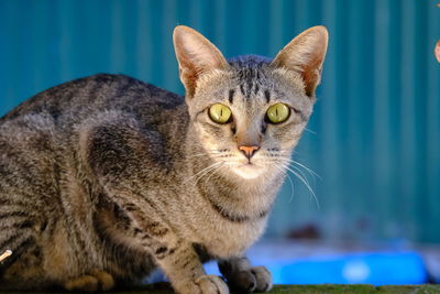 Close-up portrait of a cat