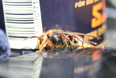 Macro shot of hornet on object