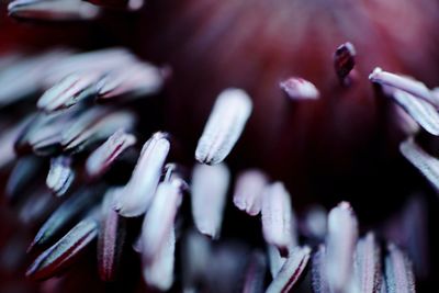 Macro shot of flowering plants