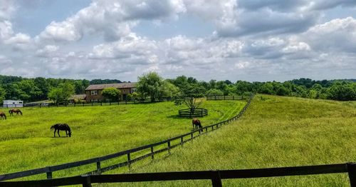 Scenic view of field against sky