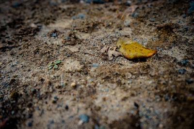 High angle view of crab on sand