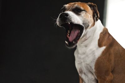 Close-up of dog against gray background
