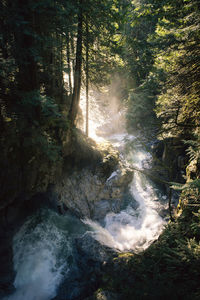 Scenic view of waterfall in forest