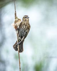 Close-up of bird perching on a branch