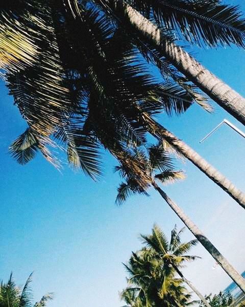 LOW ANGLE VIEW OF PALM TREES AGAINST BLUE SKY