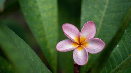 Frangipani flowers are pink which are usually used for prayer facilities in bali