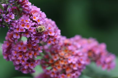 Close-up of bee on purple flower