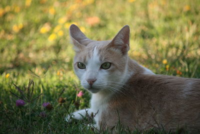 Portrait of cat on grass