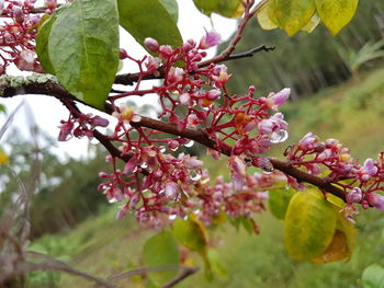 Low angle view of pink flowers on tree