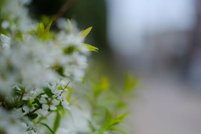 Close-up of plant