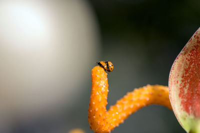 Close-up of ladybugs on flower