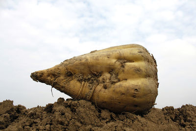 Sugar beet agriculture agricultural industry industrial rural