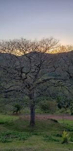 Bare trees on field against sky