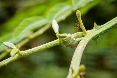 Close-up of insect on plant