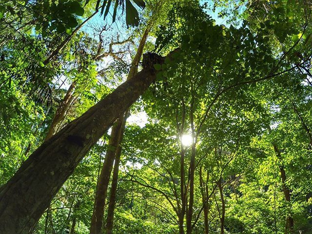 tree, growth, low angle view, tranquility, tree trunk, branch, forest, nature, green color, sun, sunlight, beauty in nature, tranquil scene, lens flare, sunbeam, scenics, woodland, lush foliage, sky, outdoors