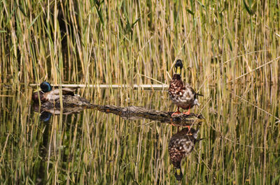 Bird in a lake