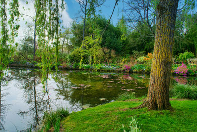 Scenic view of lake by trees in forest