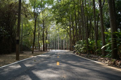 Empty road amidst trees in forest