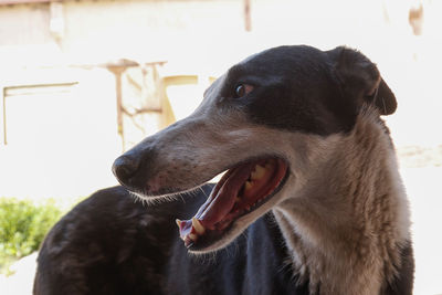 Close-up of a dog looking away