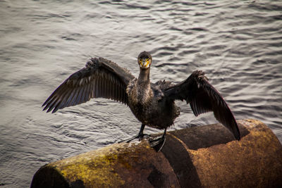 Close-up of bird on lake