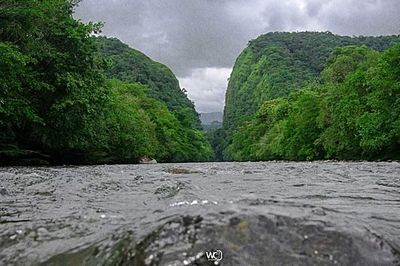 Scenic view of river amidst trees against sky