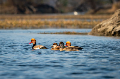 Ducks swimming in lake