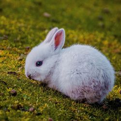 Close-up portrait of white sheep