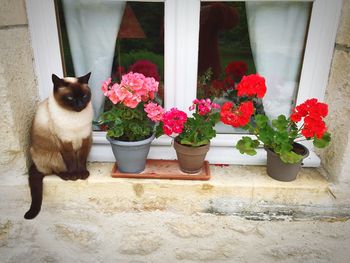 Cat sitting on window sill