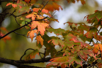 Low angle view of maple tree during autumn