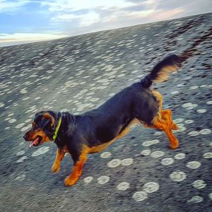 Dog on beach against sky