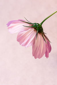 Close-up of pink flower against white background