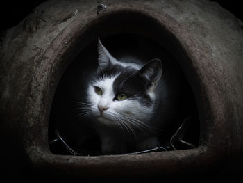 Close-up portrait of a cat