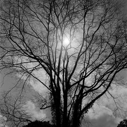 Low angle view of bare trees against sky