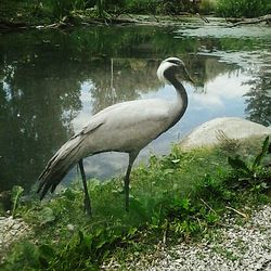 High angle view of gray heron by lake