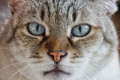 Close-up portrait of cat