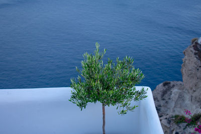 High angle view of potted plant on rock by sea