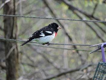 Bird perching on a branch