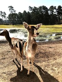 Deer standing in a field