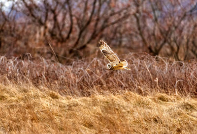 View of a bird on a field