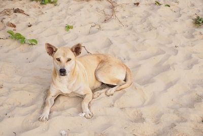High angle portrait of dog relaxing on sand