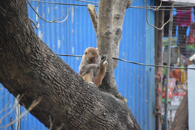Close-up of monkey on tree trunk