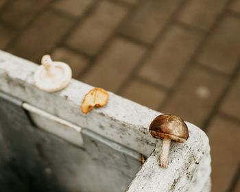 High angle view of mushrooms on wood