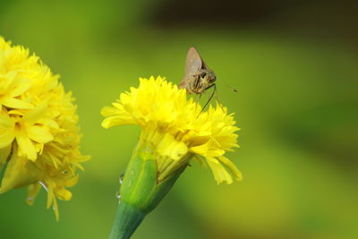 Close-up of butterfly pollinating on yellow flower