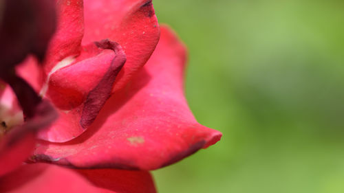 Close-up of red rose flower