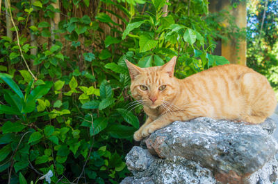 Portrait of cat on rock