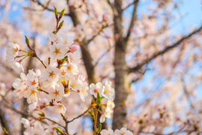 Low angle view of cherry blossoms in spring